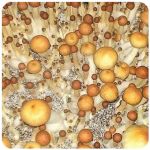 Псилоцибиновые (галлюциногенные)  грибы Psilocybin "Golden Teacher" в Сосенском