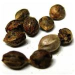 Семена марихуаны АК-47  (Seeds AK-47) в Сосенском